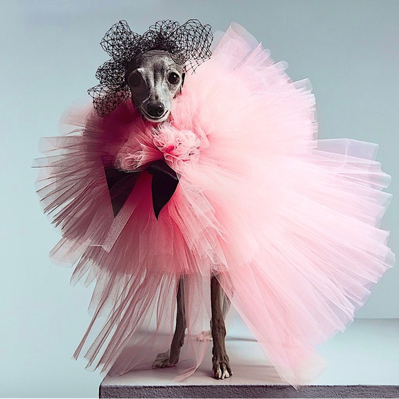 🐾 Unlisted Furry Friend Fashion 🐾  LIKE THIS POST FOR LIVE NOTIFICATIONS - Picture 1 of 1